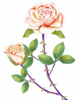 Rose, JPG and PNG Rose, , JPG and PNG