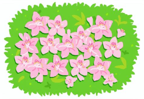薄ピンクのツツジの花と植え込みの葉っぱ ツツジ,植え込み,花,ピンク,春,葉,葉っぱ,ガーデニング,黄緑,植物のイラスト素材