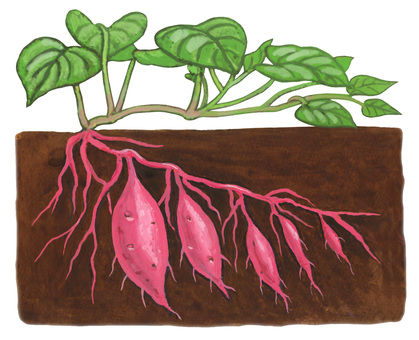 畑に植わっているサツマイモ サツマイモ,芋,野菜,根菜類,イモ類,葉っぱ,畑,栽培,地中,根のイラスト素材