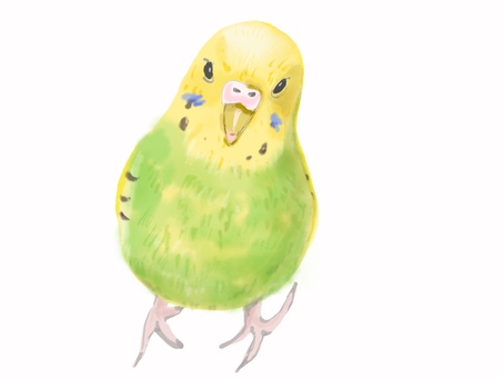 セキセイインコ セキセイインコ,インコ,ペット,鳥,リアル,手描きのイラスト素材