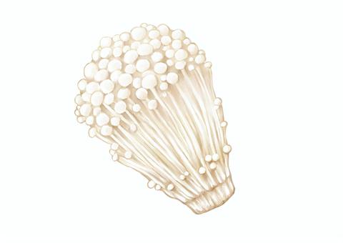 Illustration, enoki, foodstuff, mushroom, JPG and PNG