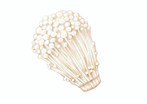 Illustration, enoki, foodstuff, mushroom, 