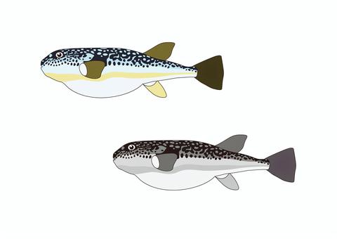 Mafugu, JPG, PNG and AI Mafugu, mafoug, true puffer fish, puffer fish, JPG, PNG and AI