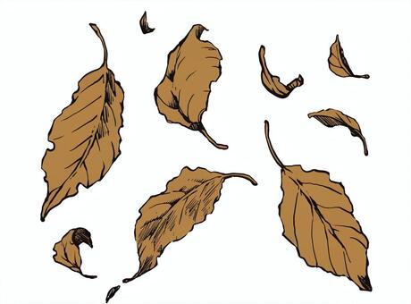 Illustration, fallen leaves, dead leaves, leaf, 