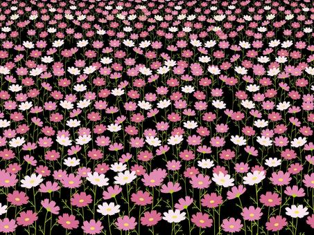 コスモス畑の背景/黒 ベクター,コスモス,秋桜,水彩,秋,花,背景,壁紙,あしらい,シンプルのイラスト素材
