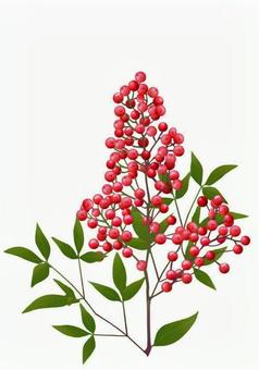 南天 南天,南天実,常緑低木,庭木,観賞用,縁起植物,あしらい,自生,園芸用のイラスト素材