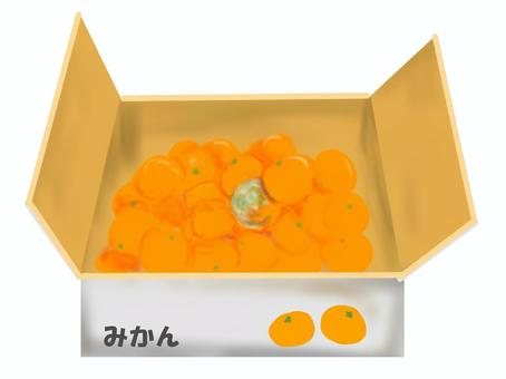 みかんの箱の中に腐ったみかん みかん,腐る,箱,果物,段ボール,かび,傷む,食べ物のイラスト素材