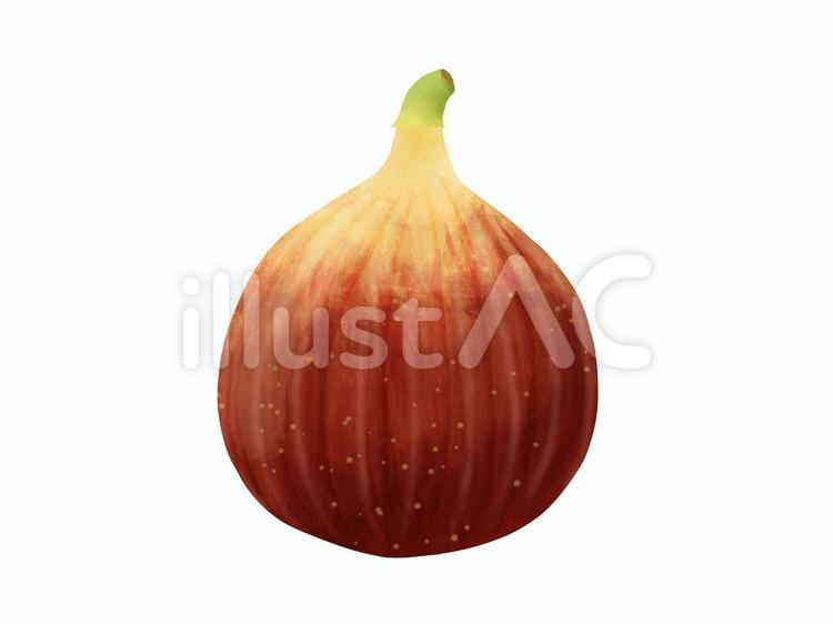 いちじく　ひとつ 無花果,イチジク,食べ物のイラスト素材