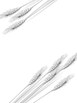 白黒の麦穂　影なし　mugi007 麦穂,白黒,リアル,ナチュラル,お洒落,自然,植物,大人っぽい,枠,背景のイラスト素材