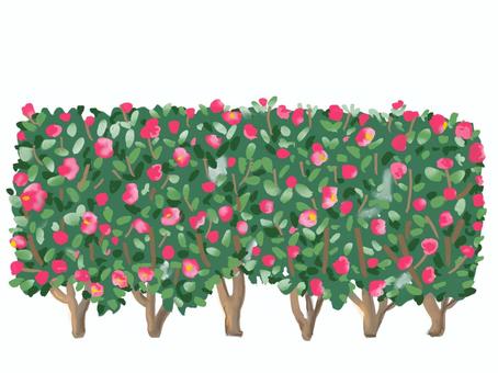サザンカの垣根 サザンカ,垣根,花,生垣,リアル,手描きのイラスト素材