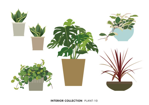 PLANT-10, PLANT-10, foliage plant, monstera, sansberia,
