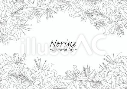 線画の花<ネリネ・背景横位置>