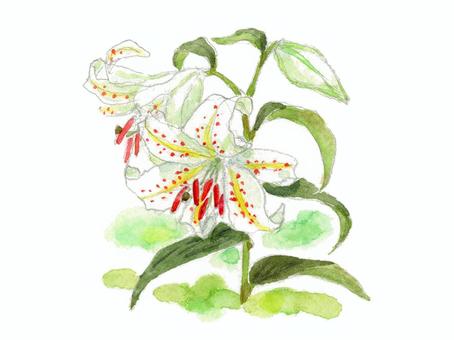 ゆり水彩イラスト｜無料イラスト・フリー素材なら「イラストAC」