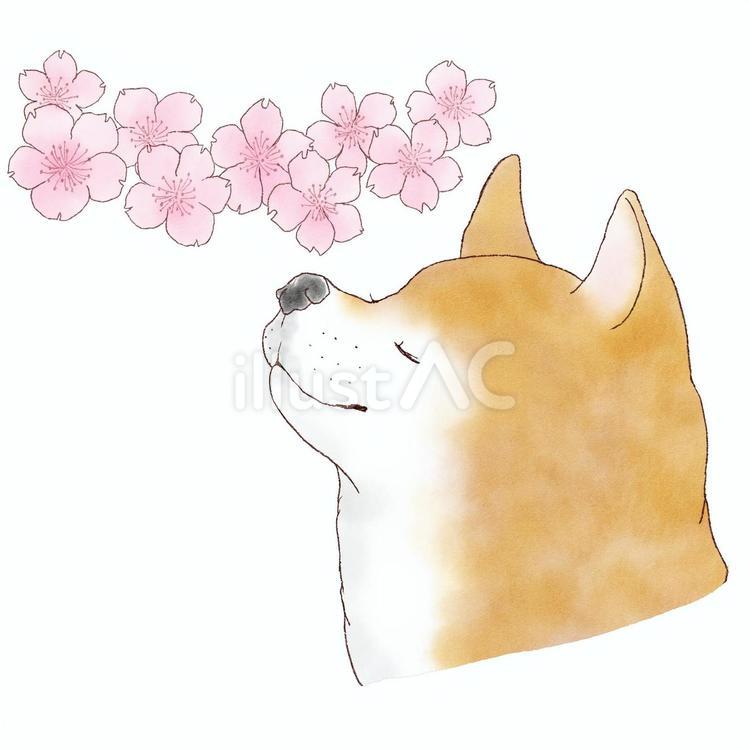 柴犬と桜　カラー 可愛い,春,動物のイラスト素材