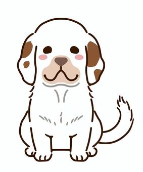 Illustration, clumber spaniel, england, spaniel, 