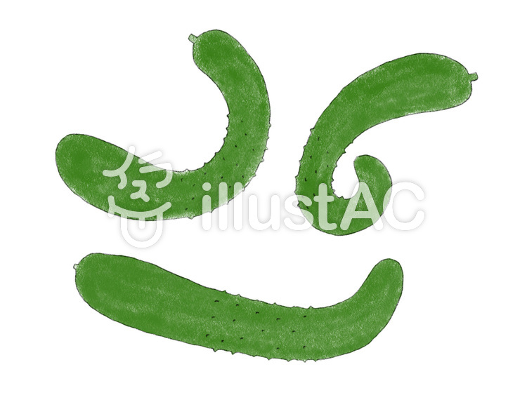 きゅうり　02　曲がり 野菜,夏,食べ物のイラスト素材