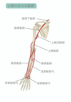 前臂動脈（帶字母）, 前臂, 动脉, 桡动脉, JPG 和 PNG