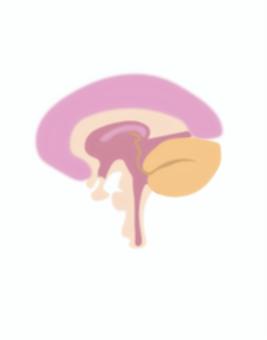 脳 脳,人体,内臓,神経,頭のイラスト素材