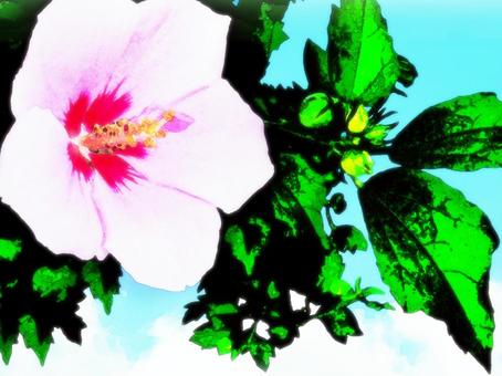 Hibiscus, JPG Hibiscus, hibiscus, muggets, hachisu, JPG