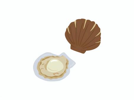 Illustration, scallops, scallop, sea, 