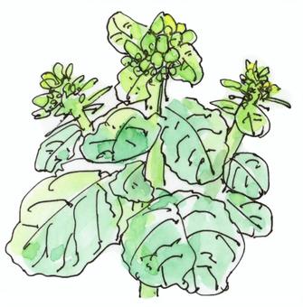 ナバナ ナバナ なばな,菜の花,春,野菜,野草,山菜のイラスト素材