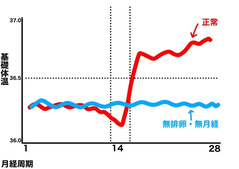 無排卵無月経と正常の基礎体温グラフ 無排卵,無月経,基礎体温,女性,月経周期,高温期,低温期のイラスト素材