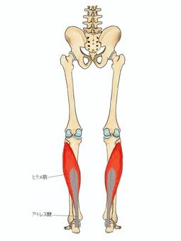 ヒラメ筋のイラスト ヒラメ筋,筋,筋肉,ガイコツ,解剖,骨,モデル,骨格,解剖学,スケルトンのイラスト素材