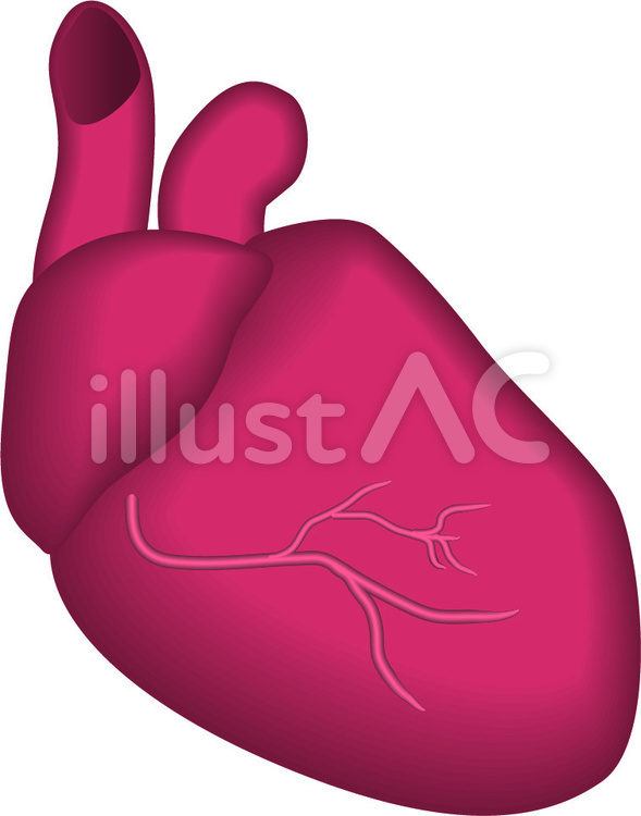 心臓 リアルイラスト 無料イラストなら イラストac