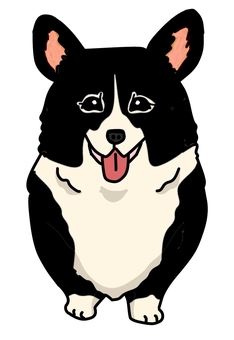 ウェルシュコーギーブラックホワイト 犬,動物,ペット,かわいい,デフォルメ,わんこ,キャラクター,毛色,手描き,コーギーのイラスト素材