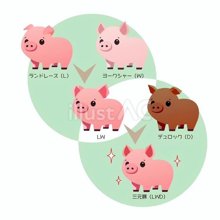 図版：三元豚（さんげんとん） 豚肉,豚,ポークのイラスト素材