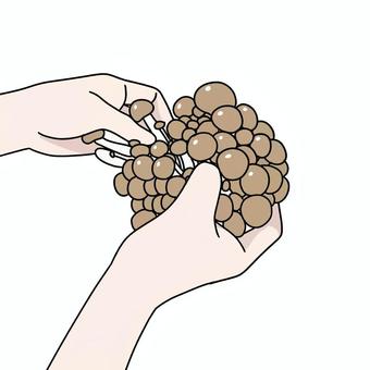 しめじをほぐす手 しめじ,きのこ,手,ほぐす,料理,下ごしらえ,調理,食材,キッチンのイラスト素材