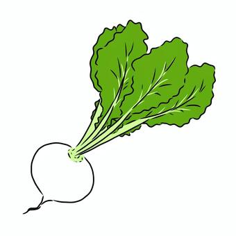 カブ カブ,野菜,手書き,冬,根菜,植物のイラスト素材