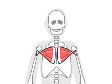 大胸筋 大胸筋,骨格,筋肉,人体,解剖学のイラスト素材