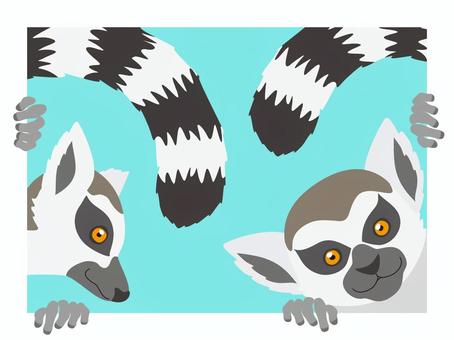 2匹のワオキツネザル ワオキツネザル,輪尾狐猿,ring-tailed,lemur,catta,霊長目,キツネザル科,霊長類,ワオキツネザル属,サルのイラスト素材
