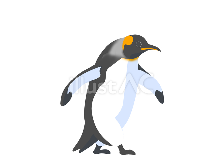 オウサマペンギン（歩く・主線なし） ペンギン,動物,鳥のイラスト素材