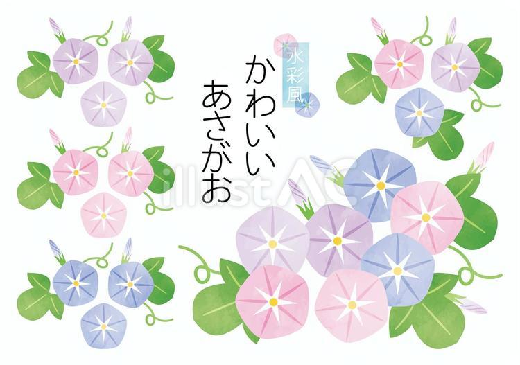 水彩風-かわいいあさがお 夏,あさがお,朝顔のイラスト素材