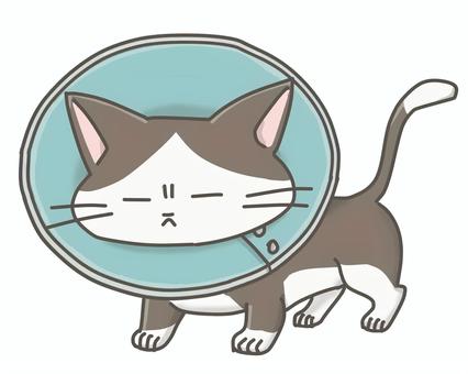 エリザベスカラーをつけた猫 動物病院,猫,けが,エリザベスカラー,手術,入院,病気,ハチワレ,術後服のイラスト素材
