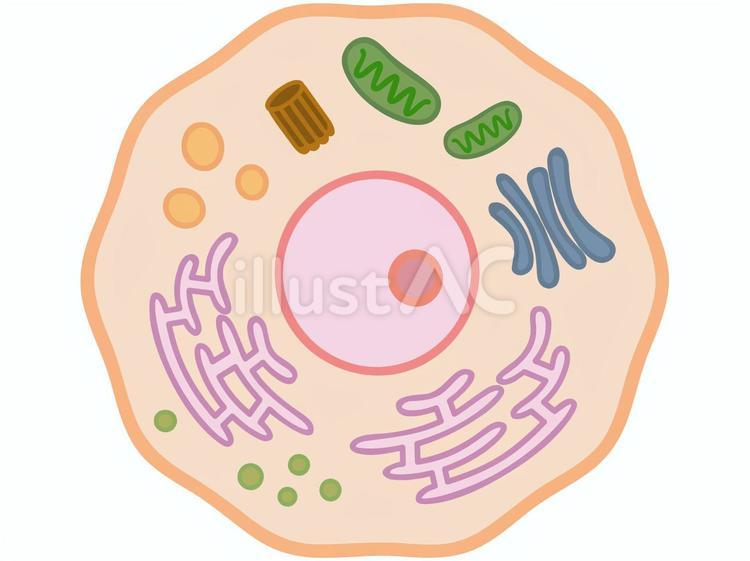 細胞の構造　図解 細胞,構造,生物のイラスト素材