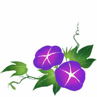 紫の朝顔のイラスト 朝顔,アサガオ,あさがお,喇叭花,蔓,葉,花,ツル,植物,植え込みのイラスト素材