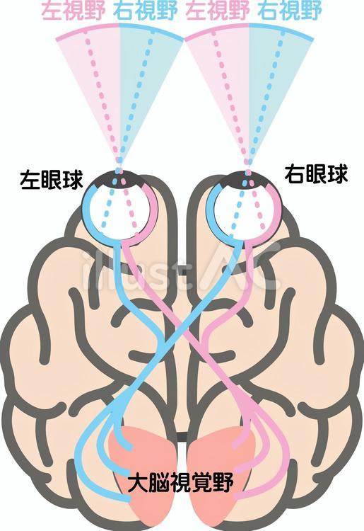 視神経交叉 視神経交叉,脳,眼球のイラスト素材
