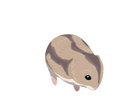 ハムスター（俯瞰・主線なし） ジャンガリアンハムスター,ヒメキヌゲネズミ,ドワーフハムスター,ハムスター,動物,正面,主線なしのイラスト素材