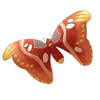 ヨナグニサン 自然,蝶,夏,虫,野生動物,美しい,野生,与那国島,沖縄,ヨナグニサンのイラスト素材