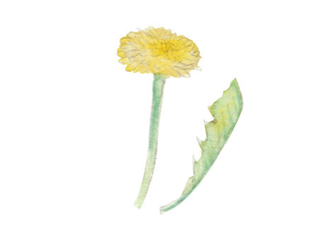 Illustration, diente de león, pu gongying, hierba, 