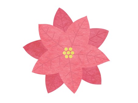 ポインセチアの手描き水彩イラスト ピンク