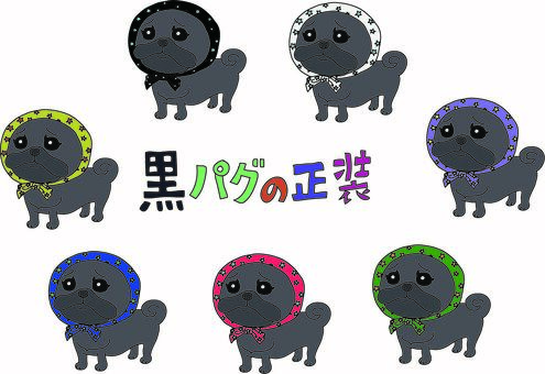 黒パグの正装 パグ,鼻ぺちゃ犬,黒パグ,ぶさかわ,ほっかむり,手ぬぐい,８月９日,パグの日,黄色,黒のイラスト素材