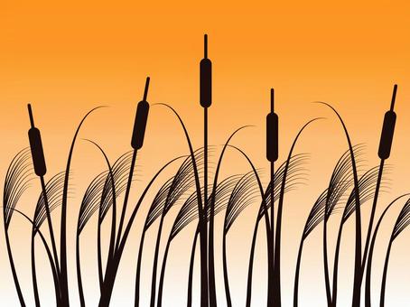 ガマとススキ ガマ,ススキ,穂,草,秋,生える,植物,夕日のイラスト素材