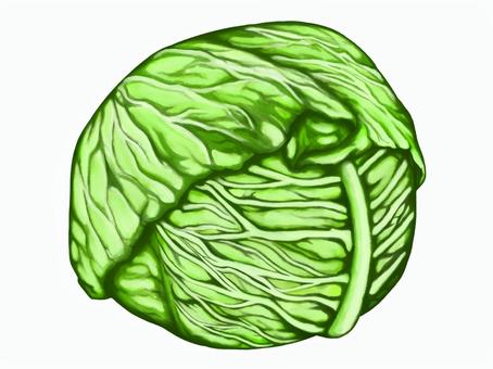 cabbage illustration, , JPG and PNG