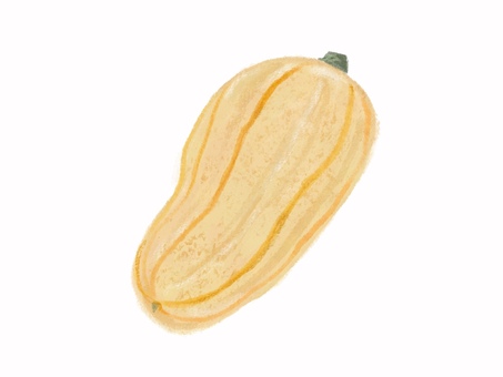 カボチャ デリカータ・スカッシュ