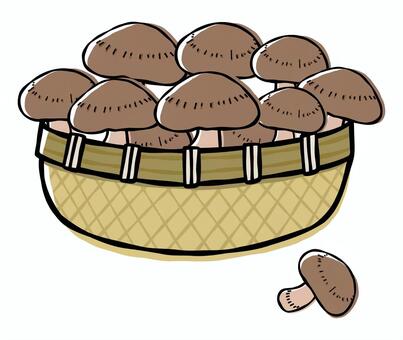 カゴいっぱいのしいたけ しいたけ,椎茸,きのこ,収穫,カゴ,ざる,いっぱい,採れたて,手書き,食品のイラスト素材