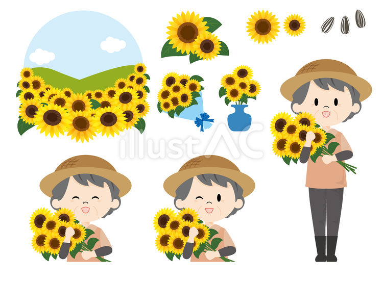 ひまわり　農家 ひまわり,向日葵,花のイラスト素材